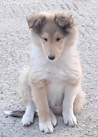 Eladó skótjuhász kiskutya