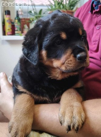Rottweiler törzskönyves kiskutya eladó