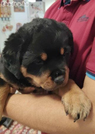 Rottweiler törzskönyves kiskutya eladó
