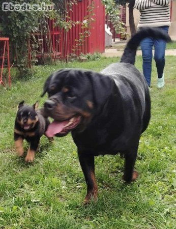 Rottweiler törzskönyves kiskutya eladó