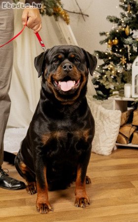 Rottweiler törzskönyves kiskutya eladó