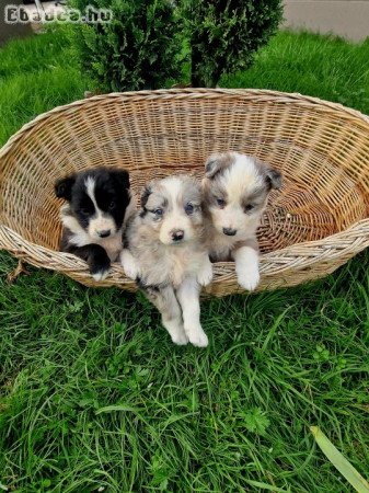 Fajtiszta jellegű Border collie kiskutyák.