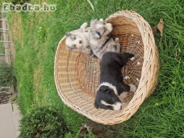 Fajtiszta jellegű Border collie kiskutyák.