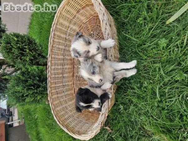 Fajtiszta jellegű Border collie kiskutyák.