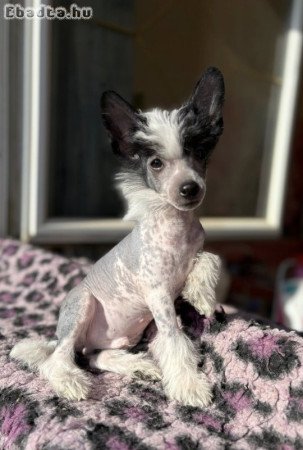 Kínai Meztelen kiskutyák