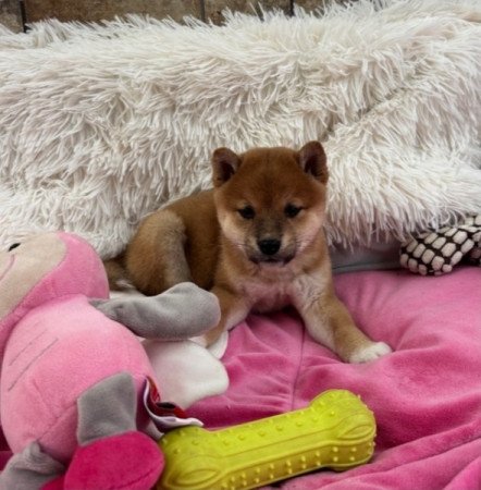 Shiba inu