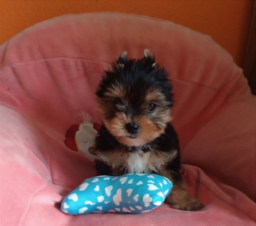 Yorkshire terrier yorki