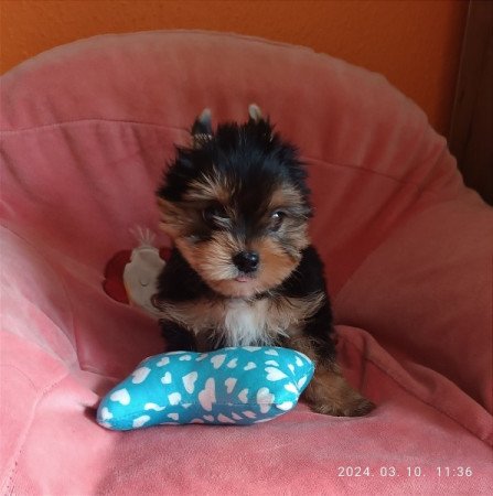 Yorkshire terrier yorki