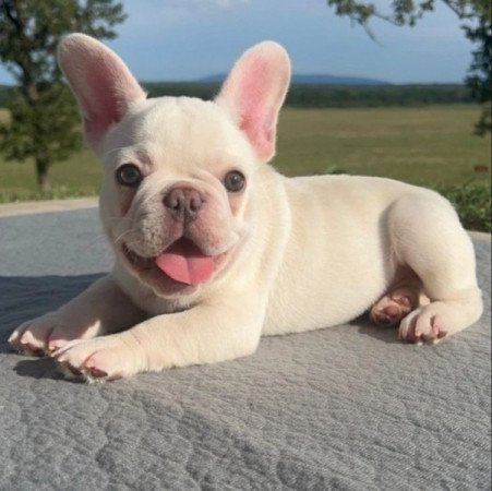 Francia bulldog