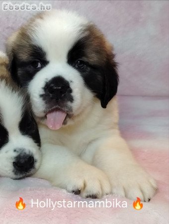 Családi kutya szent Bernàthegyi kölykök