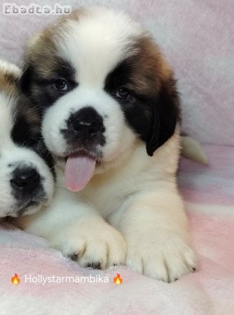 Családi kutya szent Bernàthegyi kölykök