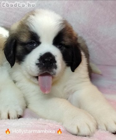 Családi kutya szent Bernàthegyi kölykök