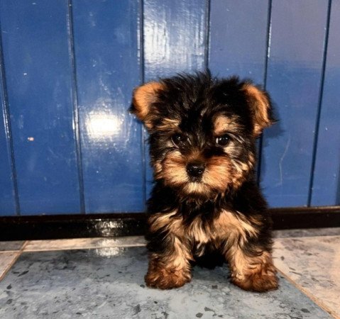 Yorkshire Terrier