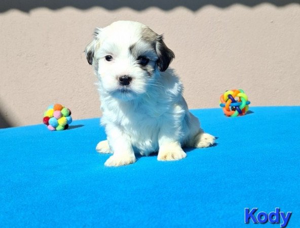 Bichon havanese