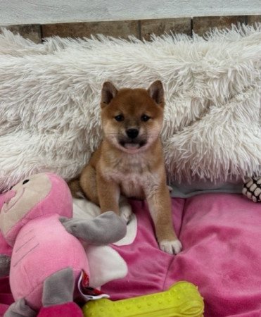Shiba inu