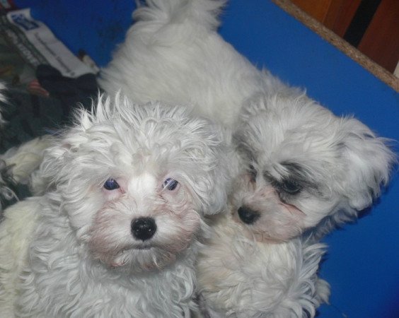 Bichon Havanese