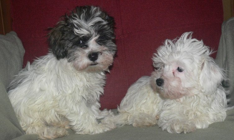 Bichon havanese