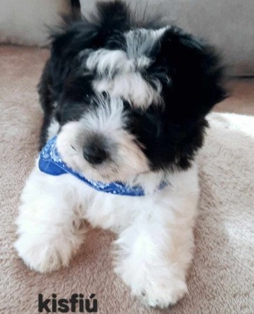 Bichon havanese