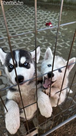 Husky kiskutya