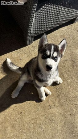 Husky kiskutya