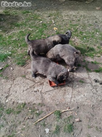 Sarplaninac babyk keresnek szerető gazdit.