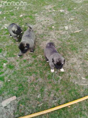 Sarplaninac babyk keresnek szerető gazdit.