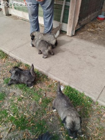 Sarplaninac babyk keresnek szerető gazdit.