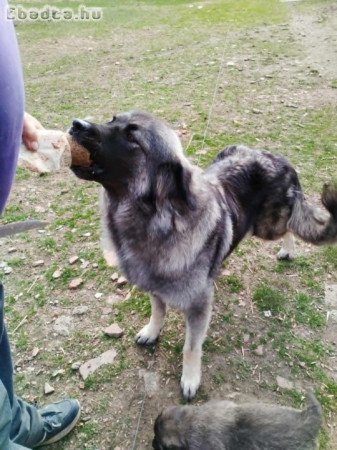 Sarplaninac babyk keresnek szerető gazdit.