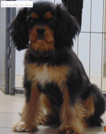 Cavalier King Charles Spániel