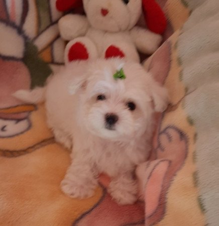 Bichon Havanese