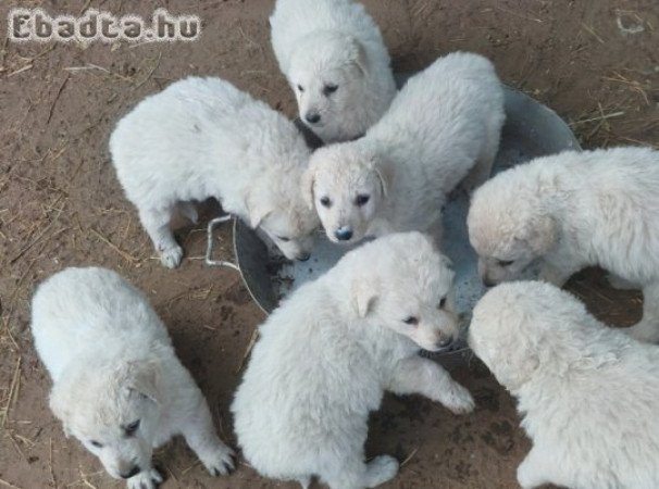 Kuvasz kiskutyák