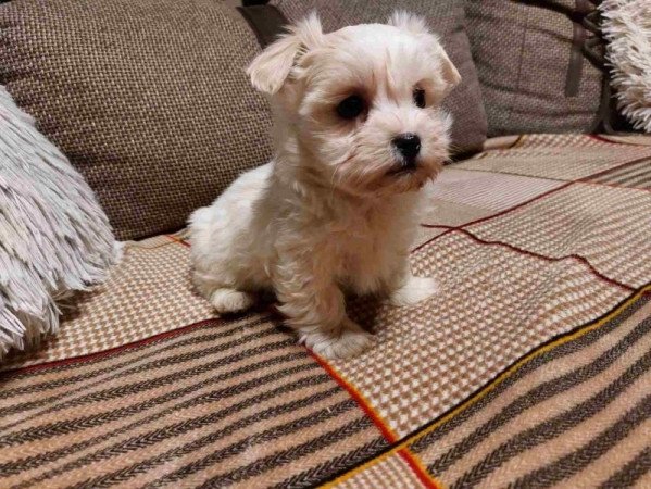 Bichon havanese
