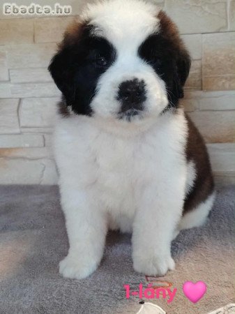 Költözhető Bernáthegyi kiskutyák!