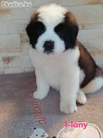 Költözhető Bernáthegyi kiskutyák!