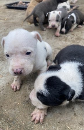 Amerikai staffordshire