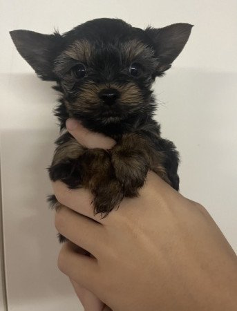 Yorkshire terrier