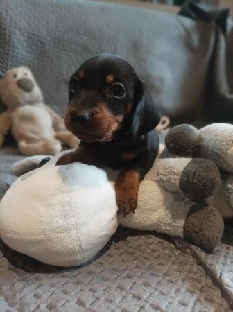 Törpe cser fekete tacskó