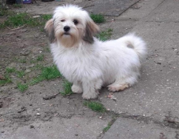 Bichon havanese