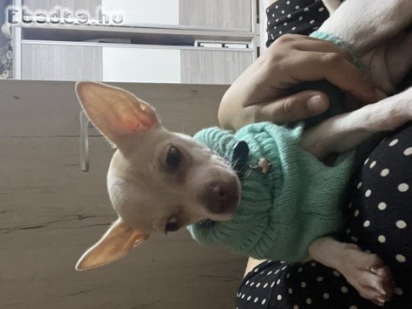 4 hónapos csivava eladó