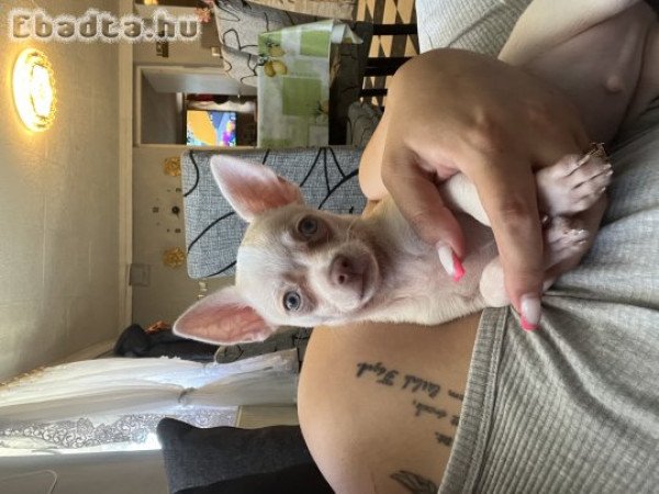 4 hónapos csivava eladó