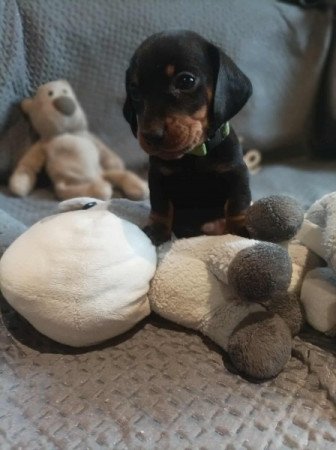 Törpe cser fekete tacskó