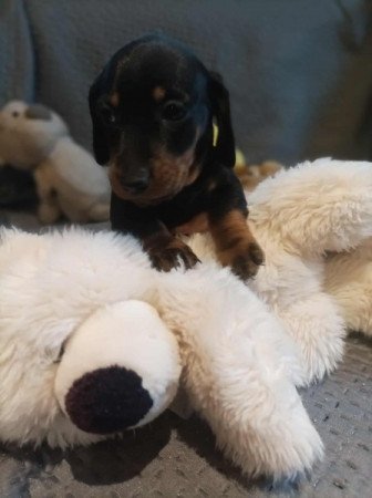 Törpe cser fekete tacskó