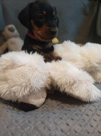 Törpe cser fekete tacskó