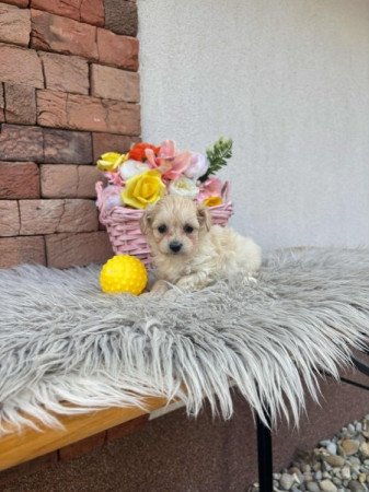 Maltipoo