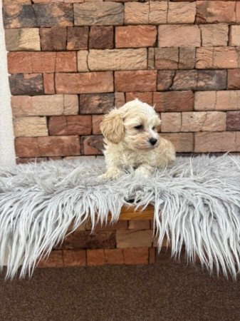 Maltipoo