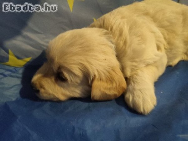 Golden retriever kölyök kutyusok