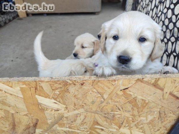 Golden retriever kölyök kutyusok