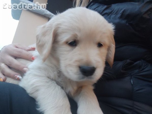 Golden retriever kölyök kutyusok