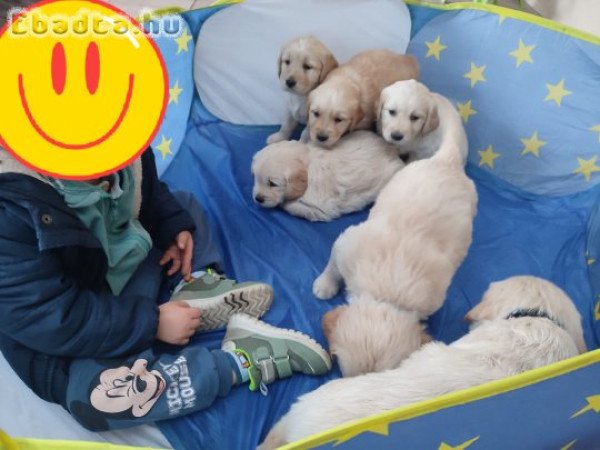 Golden retriever kölyök kutyusok