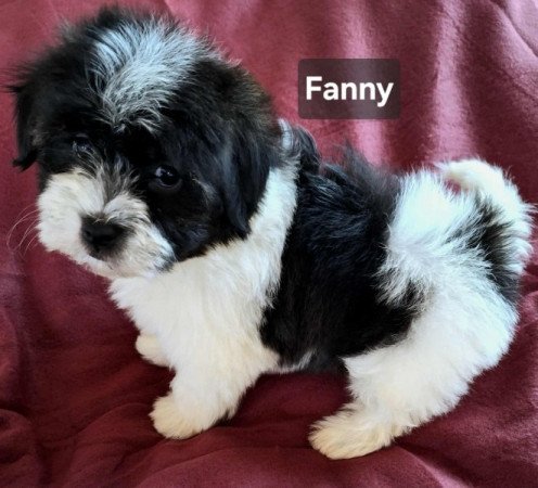 Bichon havanese